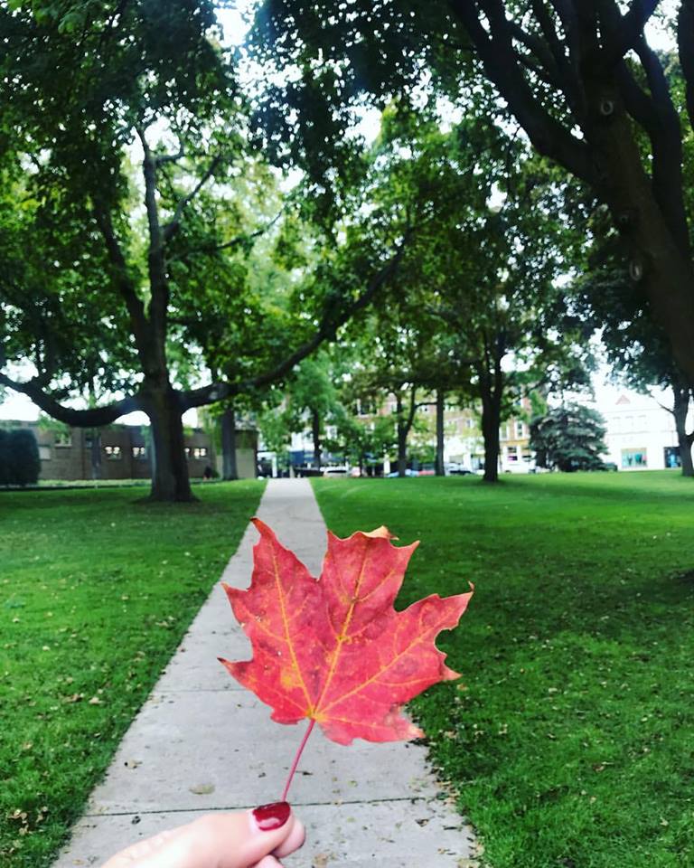 The first leaf of fall in downtown petoskey