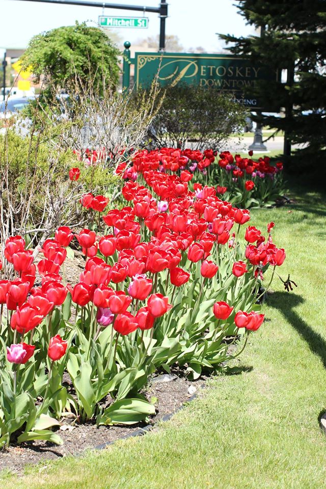 Tulips in Petoskey